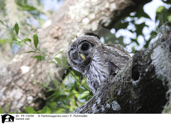 barred owl / FF-13058