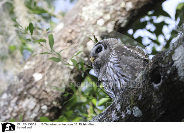barred owl / FF-13059