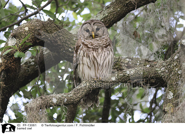 barred owl / FF-13061