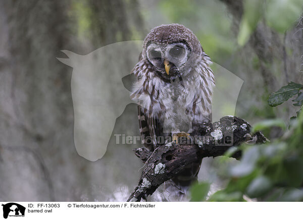 barred owl / FF-13063