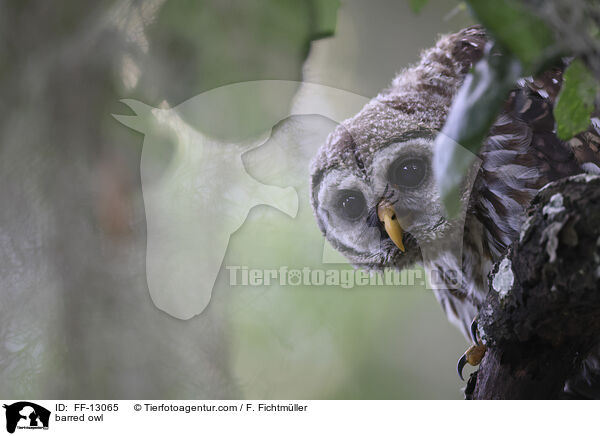 barred owl / FF-13065