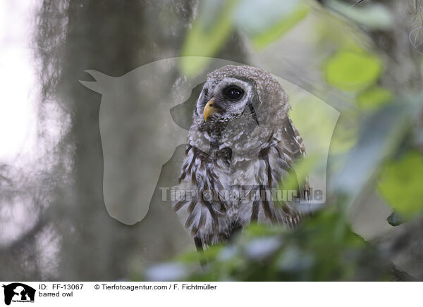 barred owl / FF-13067