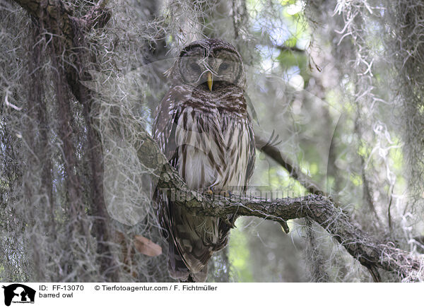 barred owl / FF-13070