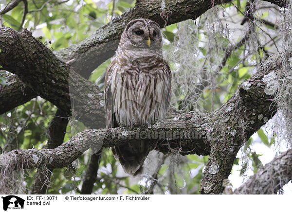 barred owl / FF-13071