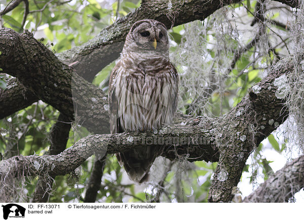 Streifenkauz / barred owl / FF-13071