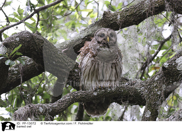 Streifenkauz / barred owl / FF-13072