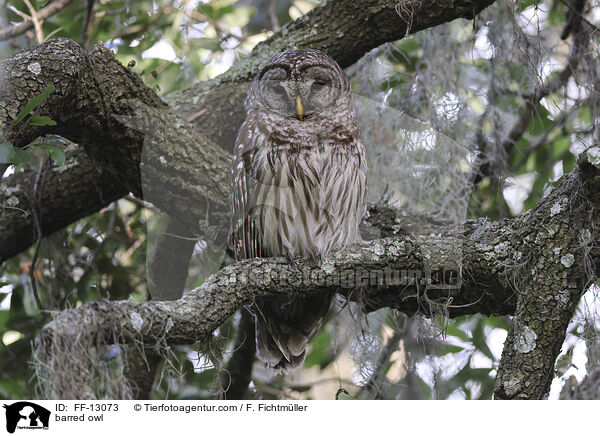 barred owl / FF-13073