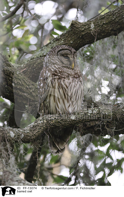 Streifenkauz / barred owl / FF-13074