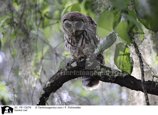 Streifenkauz / barred owl / FF-13076