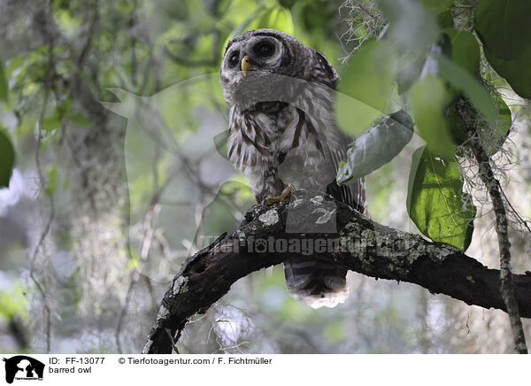 barred owl / FF-13077