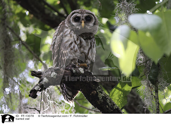 Streifenkauz / barred owl / FF-13078