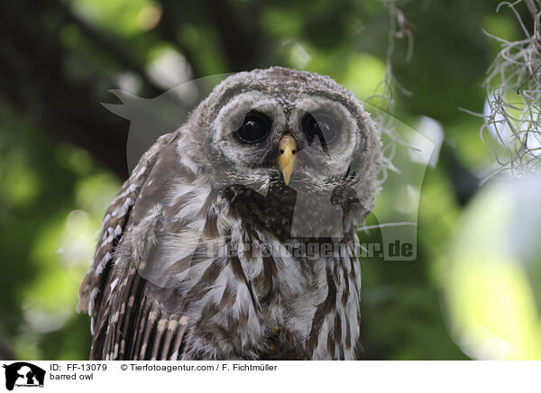 barred owl / FF-13079