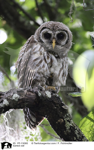 barred owl / FF-13080