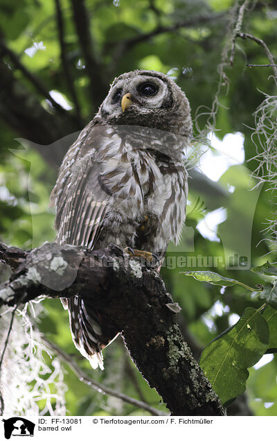 barred owl / FF-13081