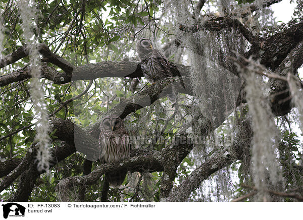 barred owl / FF-13083