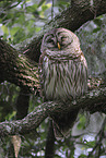 barred owl