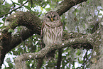 barred owl