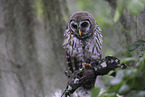 barred owl