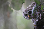 barred owl