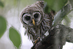 barred owl