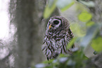 barred owl