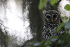 barred owl