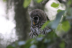 barred owl