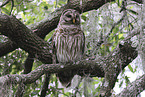 barred owl