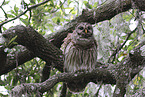 barred owl