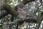 barred owl