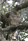 barred owl