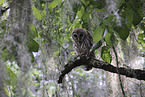 barred owl