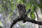 barred owl