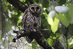 barred owl