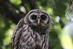 barred owl