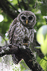 barred owl