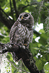 barred owl