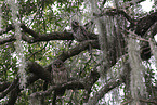 barred owl