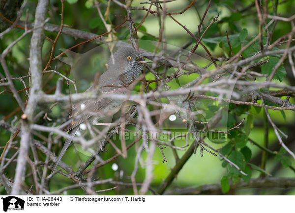 barred warbler / THA-06443