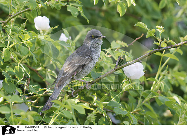 barred warbler / THA-09584