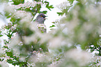 barred warbler