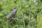 barred warbler