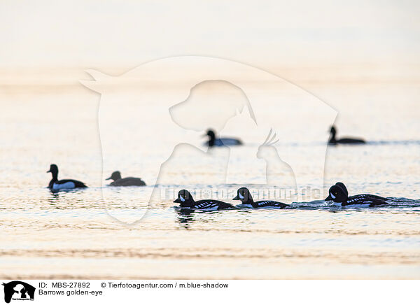 Spatelenten / Barrows golden-eye / MBS-27892