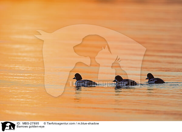 Spatelenten / Barrows golden-eye / MBS-27895