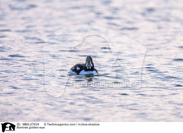 Spatelente / Barrows golden-eye / MBS-27934