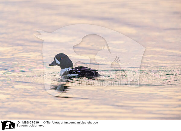 Spatelente / Barrows golden-eye / MBS-27936