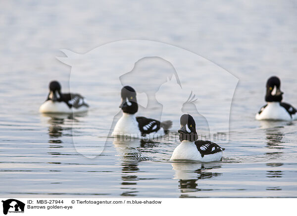 Spatelenten / Barrows golden-eye / MBS-27944
