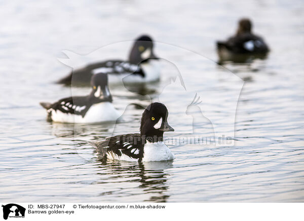 Spatelenten / Barrows golden-eye / MBS-27947