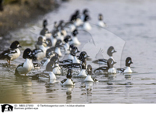 Spatelenten / Barrows golden-eye / MBS-27950