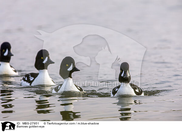 Spatelenten / Barrows golden-eye / MBS-27951